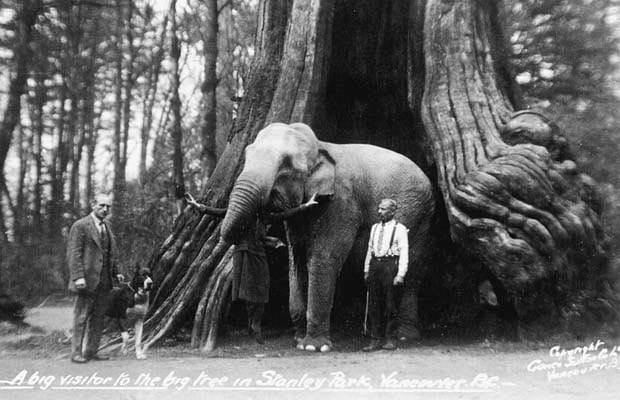 An elephant stands in a hollow tree.