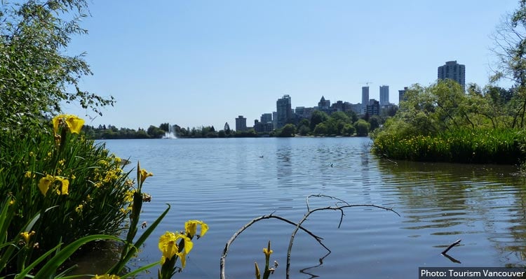 A view of a lagoon through wildflowers towards downtown Vancouver.