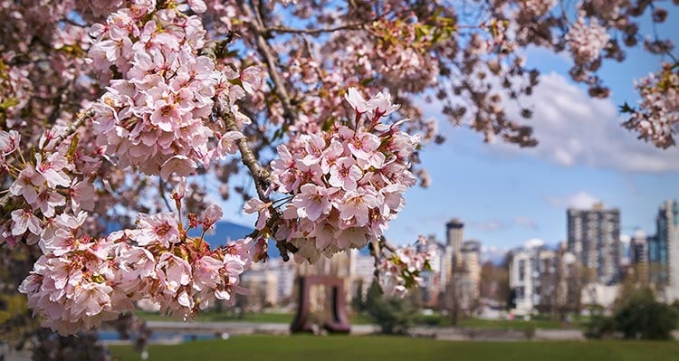 Pink cherry tree blossoms in a park near a cityscape.