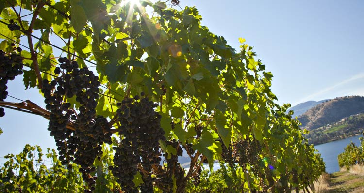 A close up view of grapes growing on a sunny vine in a long vineyard row.