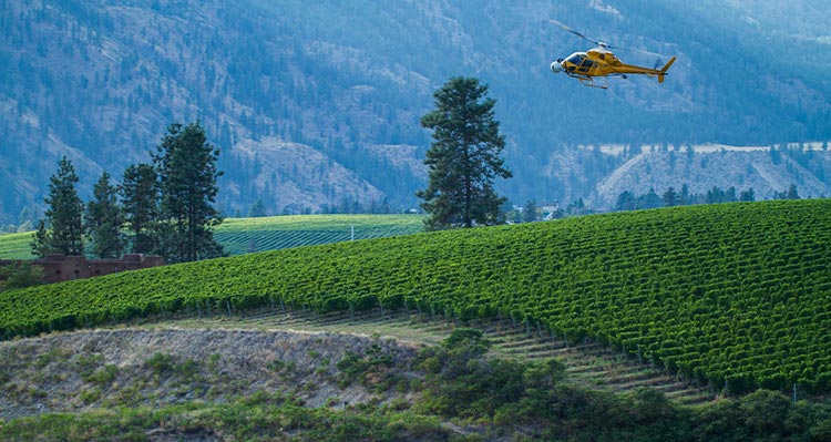 A yellow helicopter flies over a green vineyard
