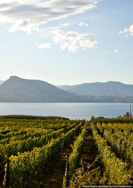 A vineyard in rows above a blue lake with a view across to mountains.