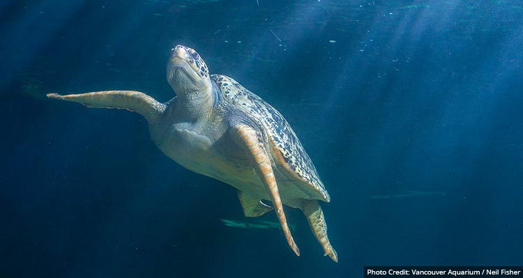 A sea turtle in an aquarium