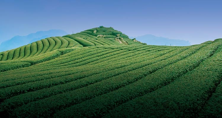 A tea farm over rolling hills.
