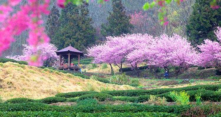 A view of a farm with pink cherry blossoms on trees