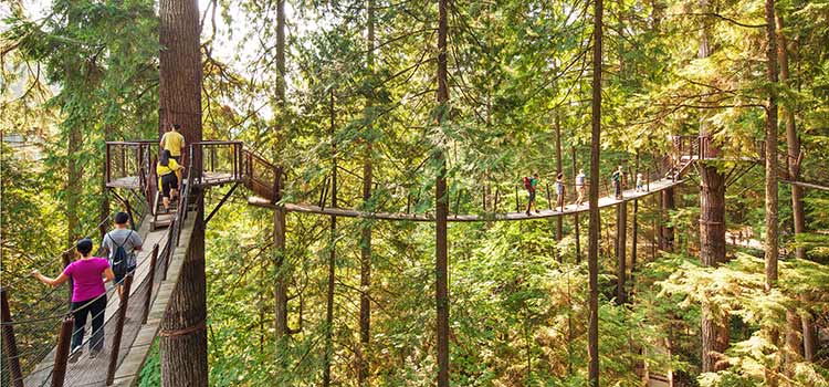 People walk on a suspension bridge up in the trees