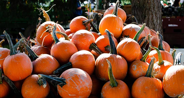 A pile of pumpkins on a cart.