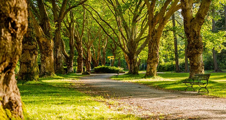 A tree-lined pathway with bright green canopy.