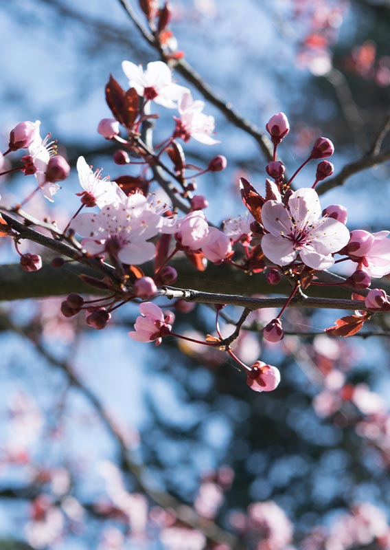 A cherry tree branch covered in pink blossoms