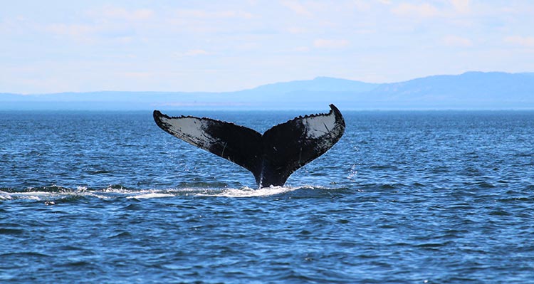 The tail of a whale flipping out of the ocean water, mountains behind.